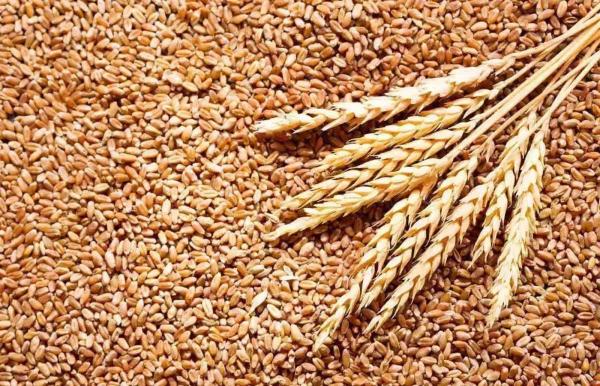 مصر تكشف حقيقة الإفراج عن شحنات قمح فاسدة